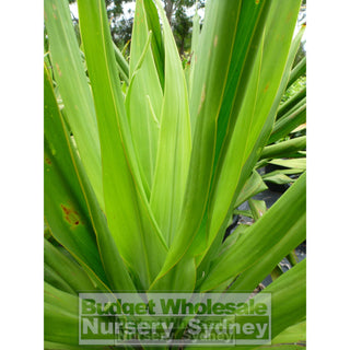 Giant Spear Lilly Large 400Mm Pot Doryanthes Palmeri Plants