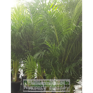 Golden Cane Palm 400Mm Pot 45L Bag Default Type
