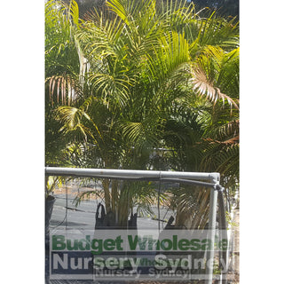 Golden Cane Palm 400Mm Pot 45L Bag Default Type