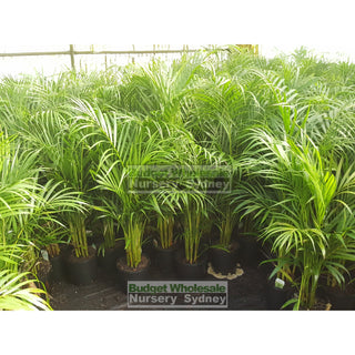 Golden Cane Palm Dypsis Lutescens 200Mm Default Type