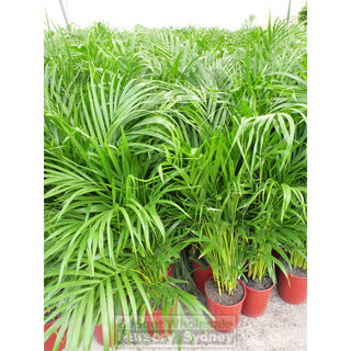 Golden Cane Palm Dypsis Lutescens 200Mm Default Type