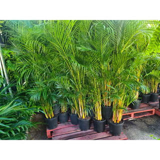 Golden Cane Palm Dypsis lutescens 250mm pot - Default type