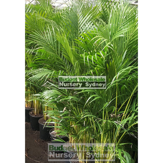 Golden Cane Palm Dypsis Lutescens 250Mm Pot Default Type