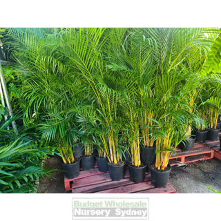 Golden Cane Palm Dypsis lutescens 250mm pot - Default type