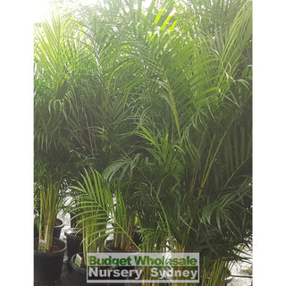 Golden Cane Palm Dypsis Lutescens 250Mm Pot Default Type