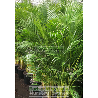 Golden Cane Palm Dypsis Lutescens 250Mm Pot Default Type