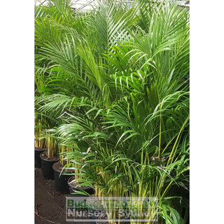 Golden Cane Palm Dypsis Lutescens 250Mm Pot Default Type