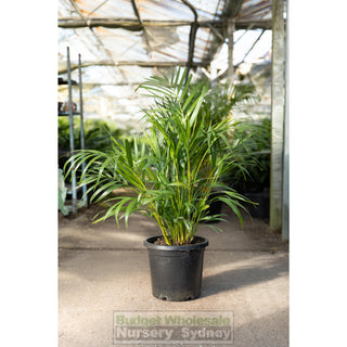 Golden Cane Palm Dypsis Lutescens 300Mm 25L Default Type