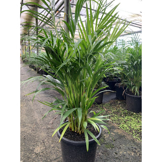 Golden Cane Palm Dypsis Lutescens 300Mm 25L Default Type