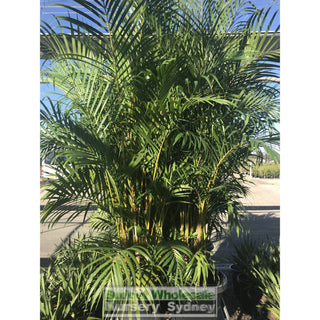 Golden Cane Palm Dypsis Lutescens 300Mm 25L Default Type