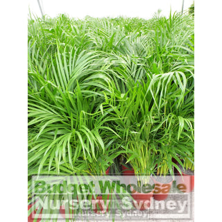 Golden Cane Palm Dypsis Lutescens 300Mm 25L Default Type