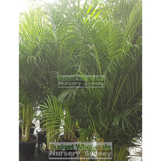 Golden Cane Palm Dypsis Lutescens 300Mm 25L Default Type