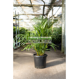 Golden Cane Palm Dypsis Lutescens 300Mm 25L Default Type