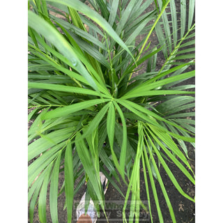 Golden Cane Palm Dypsis Lutescens 300Mm 25L Default Type