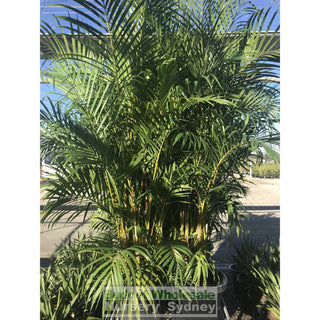 Golden Cane Palm Dypsis Lutescens 300Mm 25L Default Type
