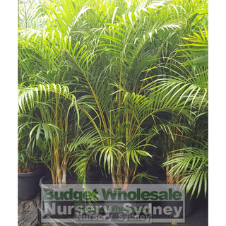 Golden Cane Palm Dypsis Lutescens 300Mm 25L Default Type