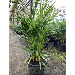 Golden Cane Palm Dypsis Lutescens 300Mm 25L Default Type