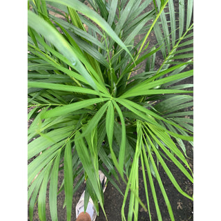 Golden Cane Palm Dypsis Lutescens 300Mm 25L Default Type