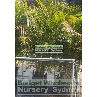 Golden Cane Palm Dypsis Lutescens Super Advanced 100L Bag Pot Default Type