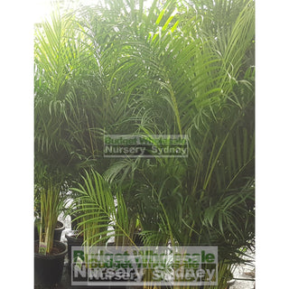 Golden Cane Palm Dypsis Lutescens Super Advanced 100L Bag Pot Default Type