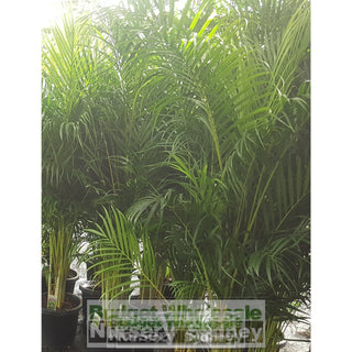 Golden Cane Palm Dypsis Lutescens Super Advanced 100L Bag Pot Default Type