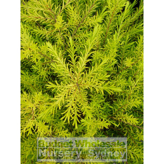 Golden Diosma 200Mm Pot Coleonema Pulchrum Aurea Plants