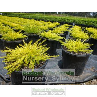 Golden Diosma 200Mm Pot Coleonema Pulchrum Aurea Plants