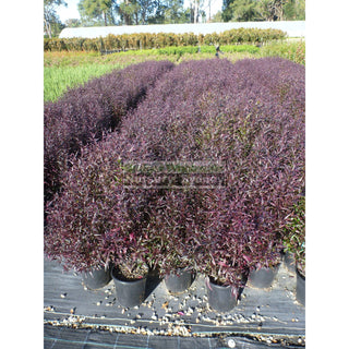 Goldfussia Strobilanthes Anisophyllus 200Mm Gift Card