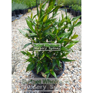 Goldfussia Strobilanthes Anisophyllus 200Mm Gift Card