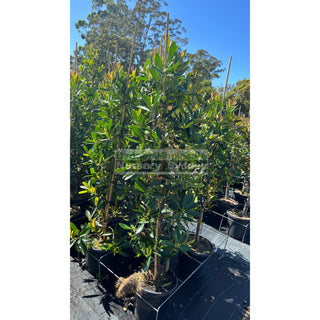 Gordonia Axillaris 300Mm/ 25L Fried Egg Plant Default Type