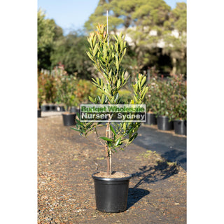 Gordonia Axillaris 300Mm/ 25L Fried Egg Plant Default Type