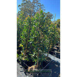 Gordonia Axillaris 300Mm/ 25L Fried Egg Plant Default Type