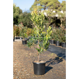 Gordonia Axillaris 300Mm/ 25L Fried Egg Plant Default Type
