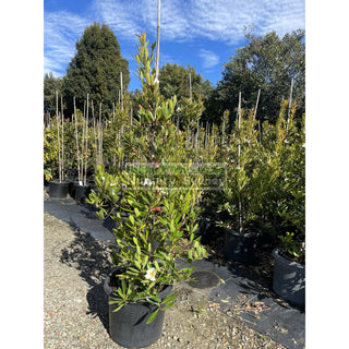 Gordonia Axillaris 500Mm / 75L Fried Egg Plant Default Type