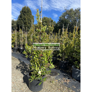 Gordonia Axillaris 500Mm / 75L Fried Egg Plant Default Type