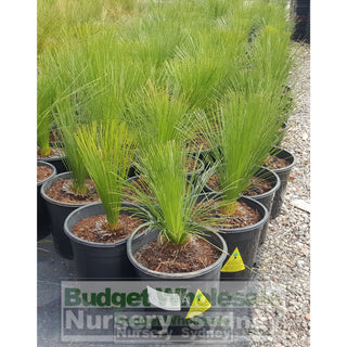 Grass Tree Xanthorrhoea Johnsonii Size A - Small 250Mm Pot Plants