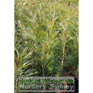 Grevillea Caloundra Gem 200Mm Default Type