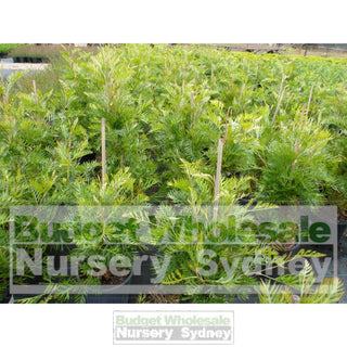 Grevillea Coconut Ice 200Mm Pot. Plants