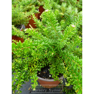 Grevillea Lanigera Mt Tamboritha 140Mm Pots Gift Card