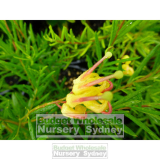 Grevillea Lemon Daze Hybrid 200Mm Pots Plants