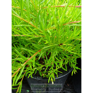 Grevillea Lemon Daze Hybrid 200Mm Pots Plants
