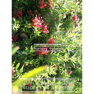 Grevillea New Blood Hybrid 200Mm Pots Plants