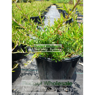 Grevillea New Blood Hybrid 200Mm Pots Plants