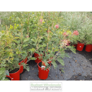 Grevillea Robyn Gordon 200Mm Pot. Plants