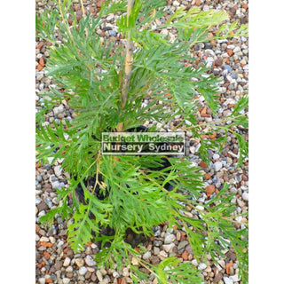 Grevillea Robyn Gordon 200Mm Pot. Plants