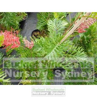 Grevillea Robyn Gordon 200Mm Pot. Plants