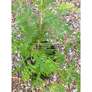 Grevillea Robyn Gordon 200Mm Pot. Plants