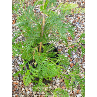 Grevillea Robyn Gordon 200Mm Pot. Plants