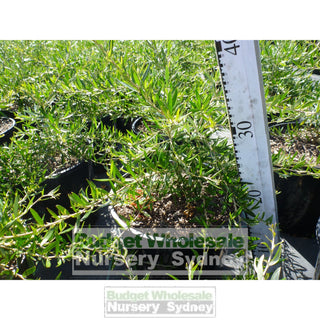 Grevillea Rosemarinifolia 200Mm Pot Premium Plants Australian Native