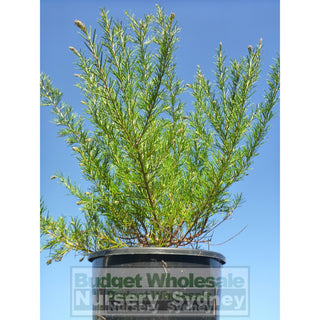 Grevillea Scarlet Sprite 200Mm Pot Premium Plants Australian Native
